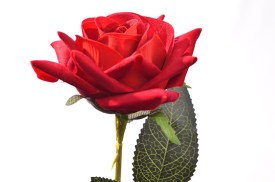 Rosa china grande individual (5).jpg